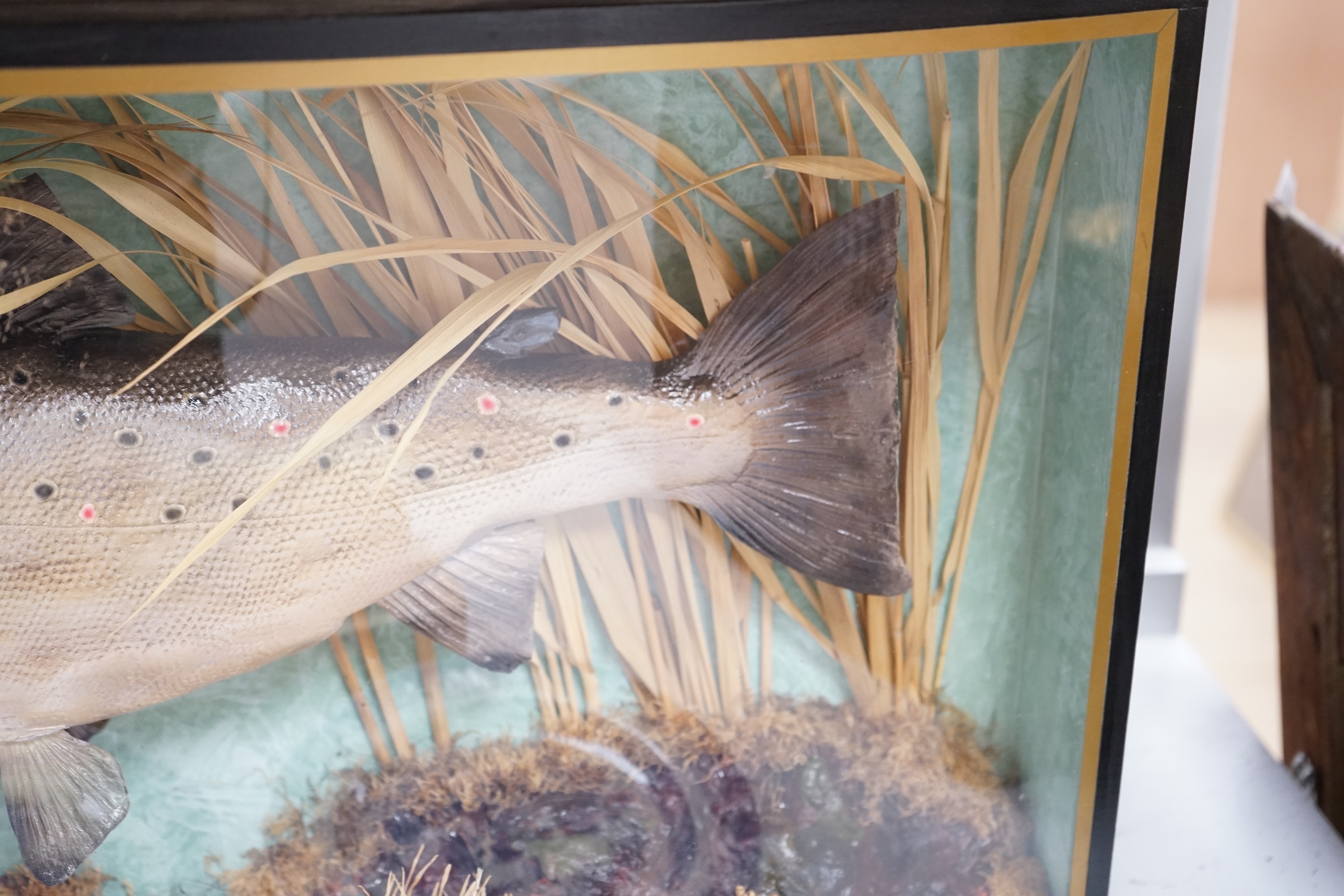 A bowfronted cased taxidermy trout, 81cm x 38cm. Condition - good